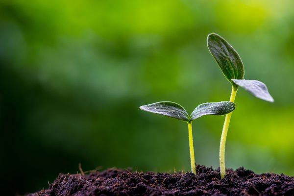 Open Call: Cutting-Edge Research and Innovation with High Potentials for a Sustainable Agri-Food System (Denmark)