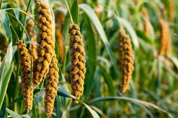 Millet Start-up Innovation Challenge in India