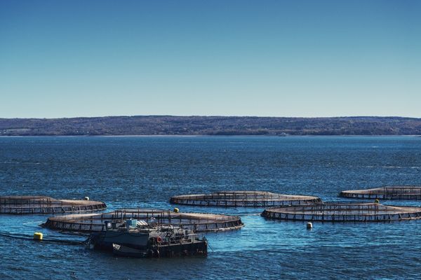 Sustainable Aquaculture Innovation Centre in the UK