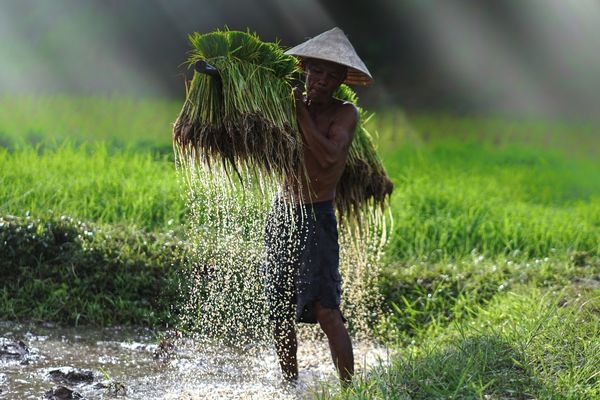 UNDP Small Grant (US$60,000 and US$125,000) for NGOs and CSOs in Developing Countries