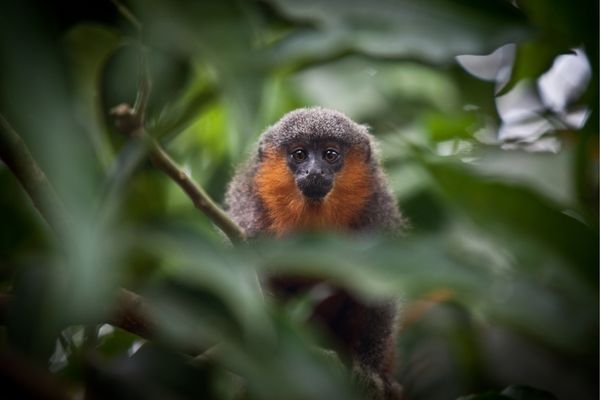 Species at Risk Stewardship Program in Canada