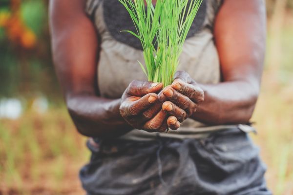 WIDU Local Call: #FoodCallEthiopia