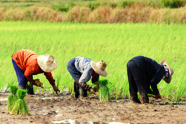 CFPs: Smallholder Farmers' access to Productive Resources for Inclusive and Climate-resilient Food Systems in Burundi