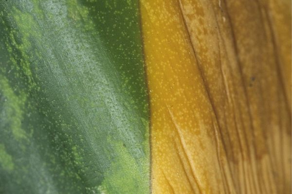 Open Call for Bilateral Initiatives in the Area of Green Transition