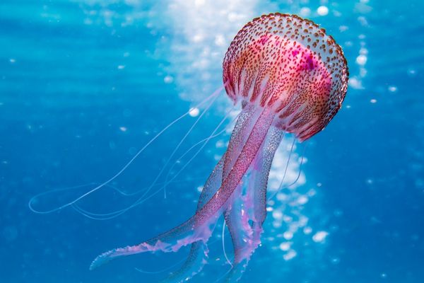Ocean Storytelling Writing Grant - Apply Now!