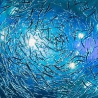Call for Proposals: Promoting Scientific Knowledge to Support the Science-Basis for Fisheries Conservation