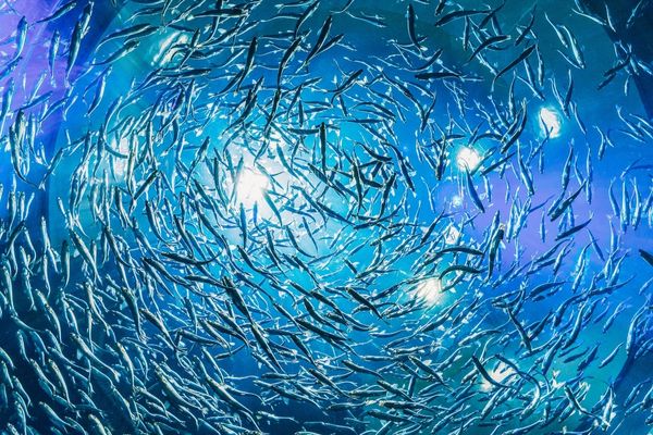Call for Proposals: Promoting Scientific Knowledge to Support the Science-Basis for Fisheries Conservation