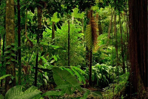 Apply for Innovation for Ecosystem Restoration: Sub-Saharan Africa 2023