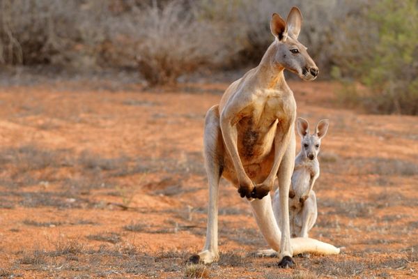 Call for EOIs: Data Management Support for Immediate Kangaroo Mother Care Implementation Study