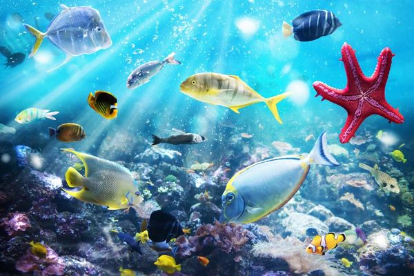 UK: Waterloo Foundation launches Marine Programme (£50,000 - £100,000)