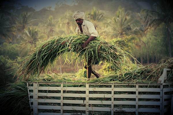 Call for Proposals: Evidence on Women’s Collective Action in Agri-Food Systems