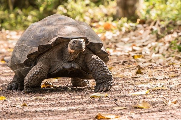 United States: BLM Utah Threatened and Endangered Species Program