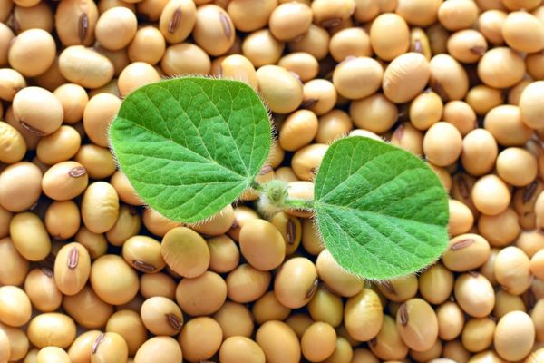 Call for Funding Opportunity: Innovations Delivering Impact for a DCF Soy Supply Chain