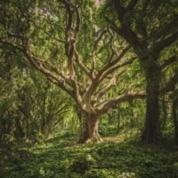 Call for Letters of Inquiry for Large Grants: Endangered Trees Program (Madagascar)
