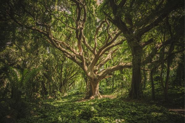 Call for Letters of Inquiry for Large Grants: Endangered Trees Program (Madagascar)