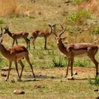 Call for Proposals: Tribal Wildlife Grants Program in the United States
