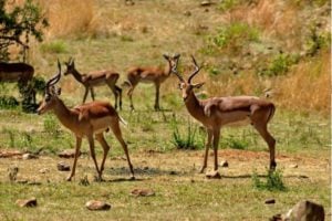 Call for Proposals: Tribal Wildlife Grants Program in the United States