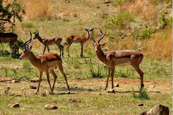 Call for Proposals: Tribal Wildlife Grants Program in the United States