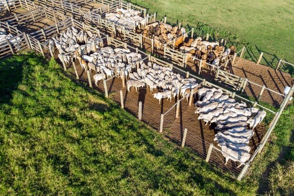 Call for Proposals: Upscaling Anaerobic Digestion of Livestock Manure in Rwanda