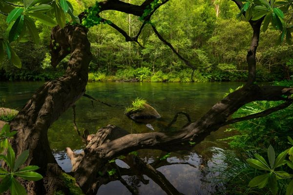 The Waterloo Foundation announces Tropical Rainforests Programme (UK)
