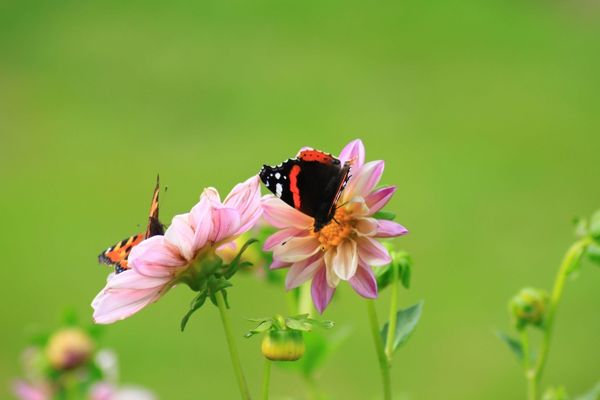 New England Biolabs Foundation Grant Program 2023