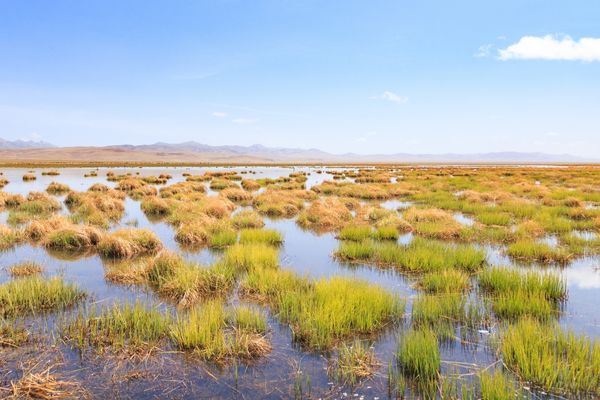 Call for Proposals: RRC-EA Wetland Fund 2024