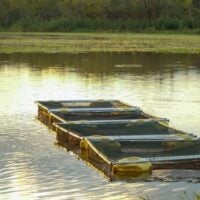 GCRF AgriFood Africa Innovation Awards Round 5: African Aquaculture Genetics - fundsforNGOs GCRF AgriFood Africa Innovation Awards Round 5: African Aquaculture Genetics