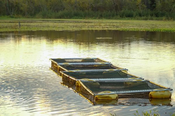 GCRF AgriFood Africa Innovation Awards Round 5: African Aquaculture Genetics