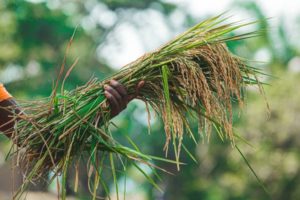 Farm Business Management and Benchmarking Grants Program in the US