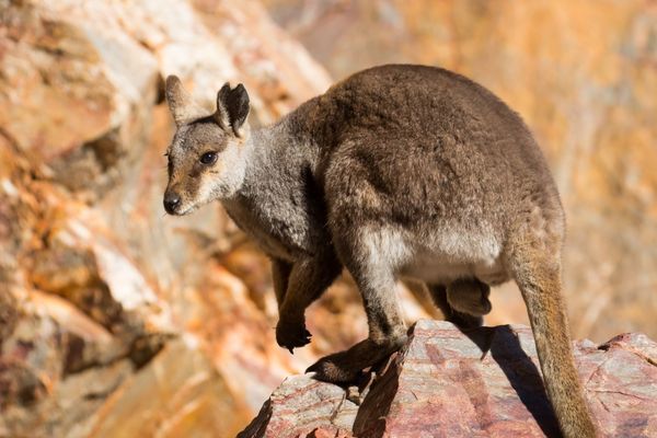 $25,000 is available under Mohamed bin Zayed Species Conservation Fund