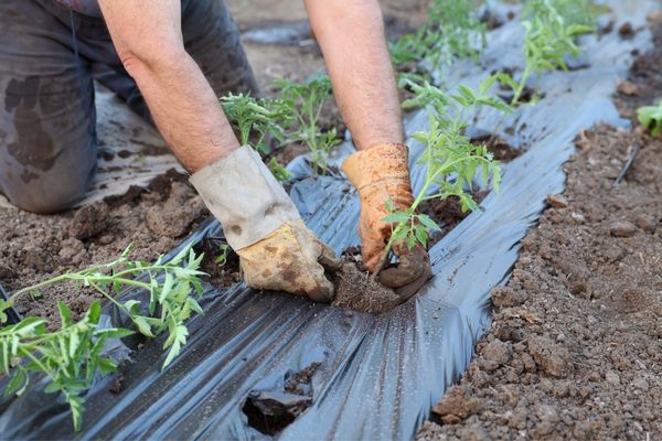 Agrytech Accelerator Program to Grow Your Agrifood Startup in Lebanon