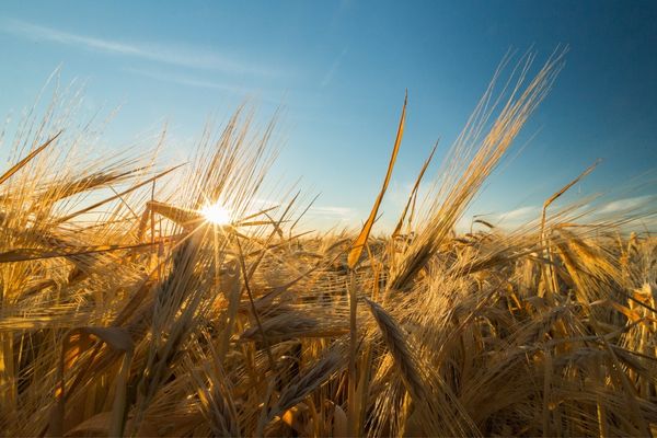 The Wohl Clean Growth Alliance Grants: UK & Israel