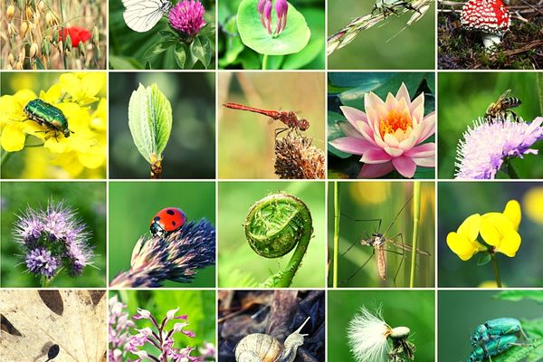 Lao Ecology Small Grants Program (Phase 2)