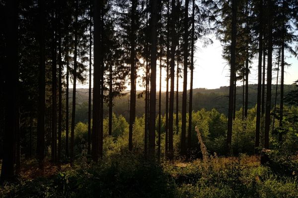 2023 #EyesOnEarth Contest to promote Forest Preservation