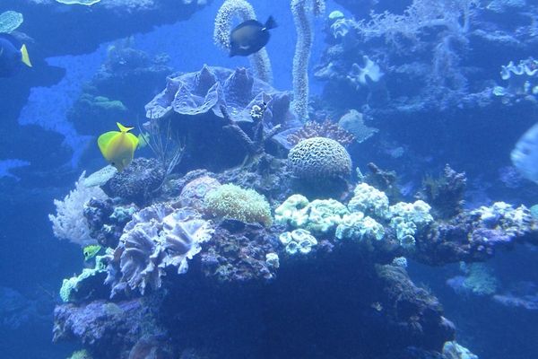 RFPs: SeyCCAT Blue Grants Fund (Seychelles)