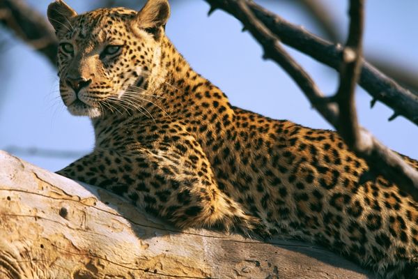 EOCA Conservation Project Funding beneficial to the Local Communities (Stage 1)