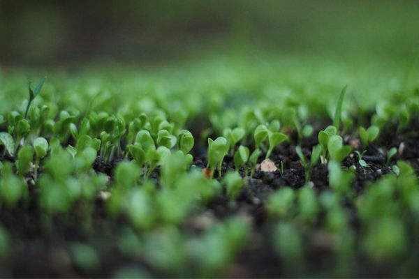 Call for Proposals: Integrated Pest Management on Cropland Massachusetts (US)