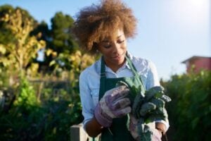 Request for Applications: Paludiculture Large-Scale Demonstrations