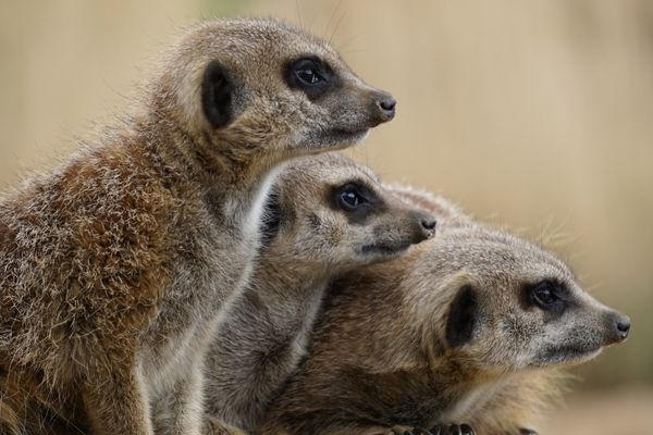 Voiceless Grants Program – Apply Now!
