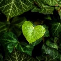 Public Call for Innovative Solutions for Green Transition (Serbia) - fundsforNGOs Public Call for Innovative Solutions for Green Transition (Serbia)