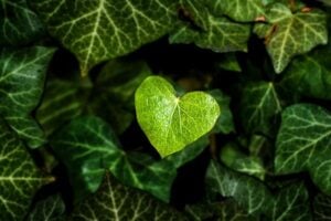 Public Call for Innovative Solutions for Green Transition (Serbia)