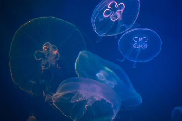 Call for Proposals: ORRAA-UK’s Blue Planet Fund