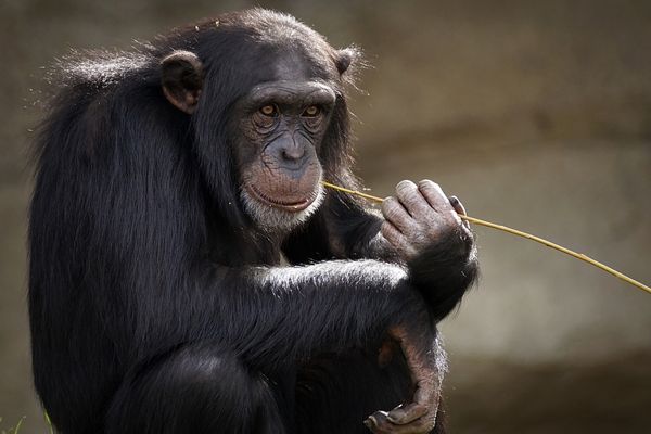 Open Call: Primate Conservation, Incorporated Grant Program