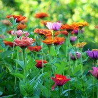 Whole Kids Foundation launches Garden Grant Program (US and Canada)
