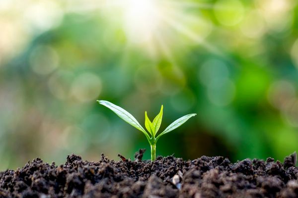 Apply Now: Data for Soil Health and Innovation Challenges in Kenya 2025