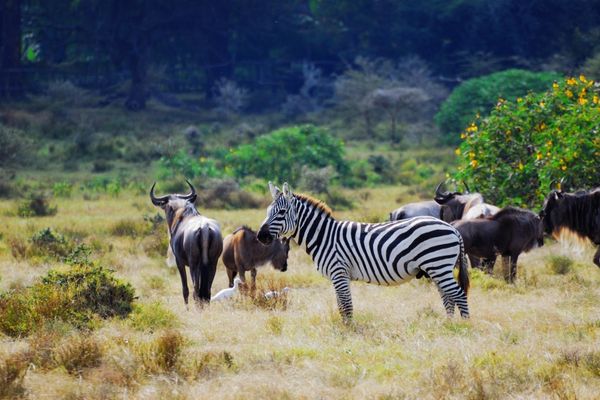 Conservation Tech Award: Accelerating Innovation and Development