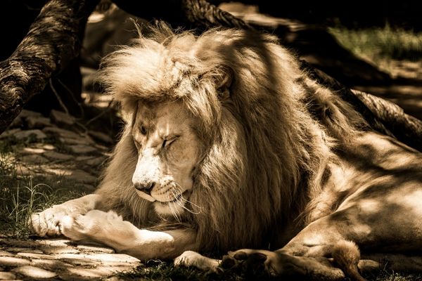 Grants to support the Advancement of Wildlife Research