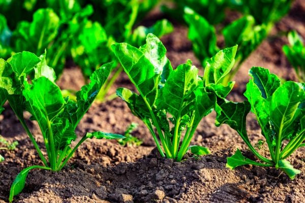 Submissions open for Food Support Grant Program (Australia)