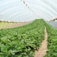 agriculture (2) - fundsforNGOs