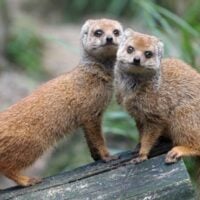 Apply for Jean Sainsbury Animal Welfare Trust Grant Programme - UK - fundsforNGOs Apply for Jean Sainsbury Animal Welfare Trust Grant Programme - UK